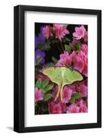 USA, Pennsylvania. Luna Moth on Pink Clematis-Jaynes Gallery-Framed Photographic Print