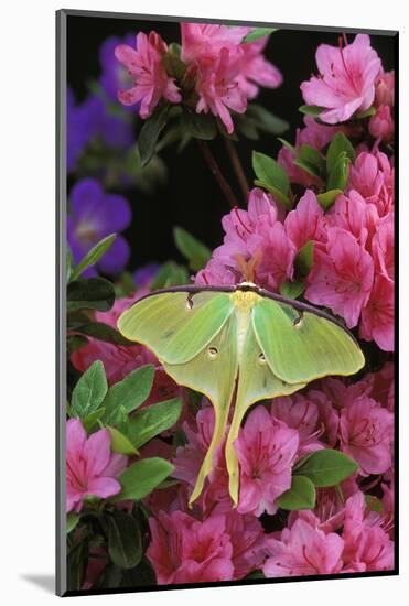 USA, Pennsylvania. Luna Moth on Pink Clematis-Jaynes Gallery-Mounted Photographic Print