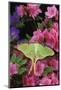 USA, Pennsylvania. Luna Moth on Pink Clematis-Jaynes Gallery-Mounted Photographic Print