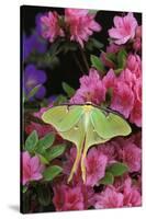 USA, Pennsylvania. Luna Moth on Pink Clematis-Jaynes Gallery-Stretched Canvas