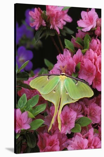 USA, Pennsylvania. Luna Moth on Pink Clematis-Jaynes Gallery-Stretched Canvas