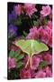 USA, Pennsylvania. Luna Moth on Pink Clematis-Jaynes Gallery-Stretched Canvas