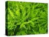 USA, Pennsylvania. Maidenhair fern, Adiantum pedatum, a perennial.-Julie Eggers-Stretched Canvas