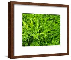 USA, Pennsylvania. Maidenhair fern, Adiantum pedatum, a perennial.-Julie Eggers-Framed Photographic Print