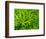USA, Pennsylvania. Maidenhair fern, Adiantum pedatum, a perennial.-Julie Eggers-Framed Photographic Print