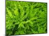 USA, Pennsylvania. Maidenhair fern, Adiantum pedatum, a perennial.-Julie Eggers-Mounted Photographic Print