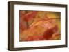 USA, Pennsylvania. Maple Leaf in Autumn Color-Jaynes Gallery-Framed Photographic Print