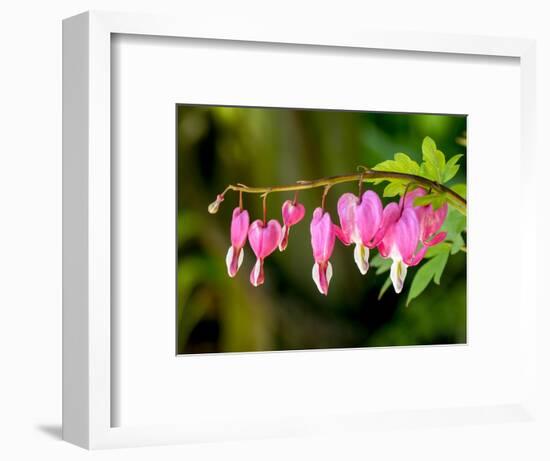 USA, Pennsylvania. Pink bleeding heart blossoms.-Julie Eggers-Framed Photographic Print