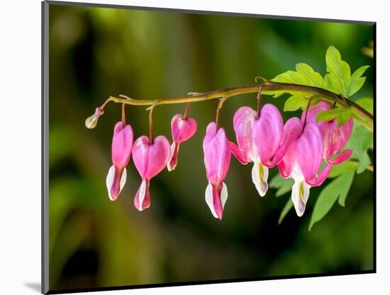 USA, Pennsylvania. Pink bleeding heart blossoms.-Julie Eggers-Mounted Photographic Print