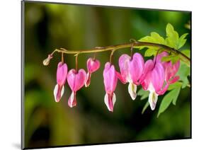 USA, Pennsylvania. Pink bleeding heart blossoms.-Julie Eggers-Mounted Photographic Print