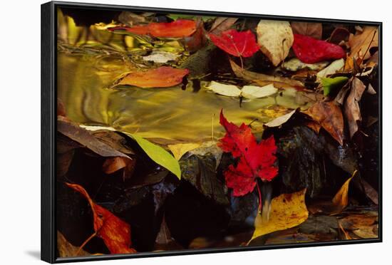 USA, Pennsylvania, Pocono Mountains. Autumns Leaves in Stream-Jaynes Gallery-Framed Photographic Print