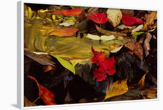 USA, Pennsylvania, Pocono Mountains. Autumns Leaves in Stream-Jaynes Gallery-Framed Photographic Print