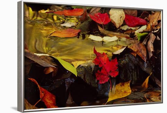 USA, Pennsylvania, Pocono Mountains. Autumns Leaves in Stream-Jaynes Gallery-Framed Photographic Print