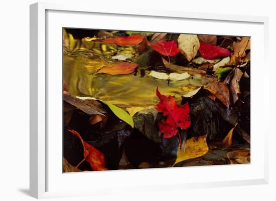 USA, Pennsylvania, Pocono Mountains. Autumns Leaves in Stream-Jaynes Gallery-Framed Photographic Print