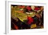 USA, Pennsylvania, Pocono Mountains. Autumns Leaves in Stream-Jaynes Gallery-Framed Photographic Print