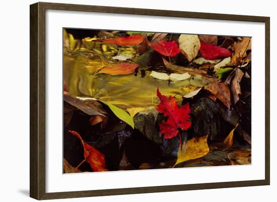 USA, Pennsylvania, Pocono Mountains. Autumns Leaves in Stream-Jaynes Gallery-Framed Photographic Print