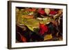 USA, Pennsylvania, Pocono Mountains. Autumns Leaves in Stream-Jaynes Gallery-Framed Photographic Print