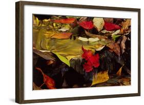 USA, Pennsylvania, Pocono Mountains. Autumns Leaves in Stream-Jaynes Gallery-Framed Photographic Print