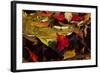 USA, Pennsylvania, Pocono Mountains. Autumns Leaves in Stream-Jaynes Gallery-Framed Photographic Print