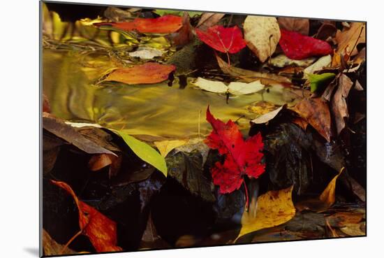 USA, Pennsylvania, Pocono Mountains. Autumns Leaves in Stream-Jaynes Gallery-Mounted Photographic Print