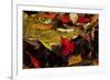 USA, Pennsylvania, Pocono Mountains. Autumns Leaves in Stream-Jaynes Gallery-Framed Photographic Print