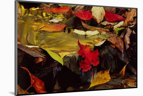 USA, Pennsylvania, Pocono Mountains. Autumns Leaves in Stream-Jaynes Gallery-Mounted Photographic Print