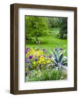 USA, Pennsylvania. Purple allium amongst other flowers in a spring garden.-Julie Eggers-Framed Photographic Print