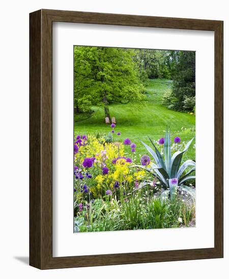 USA, Pennsylvania. Purple allium amongst other flowers in a spring garden.-Julie Eggers-Framed Photographic Print