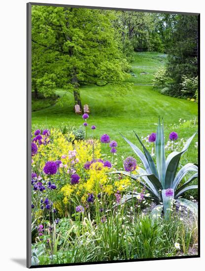 USA, Pennsylvania. Purple allium amongst other flowers in a spring garden.-Julie Eggers-Mounted Photographic Print
