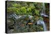 USA, Pennsylvania, Ricketts Glen SP. Flowing stream from waterfall.-Jay O'brien-Stretched Canvas