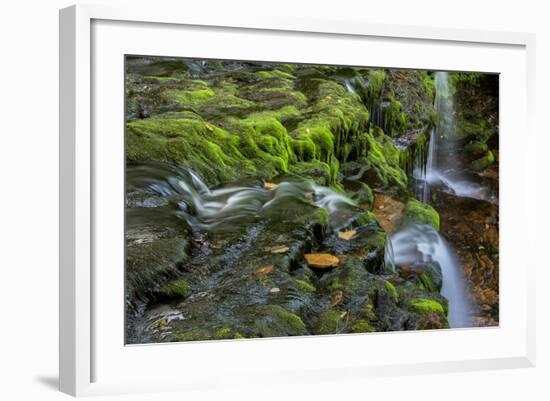 USA, Pennsylvania, Ricketts Glen SP. Flowing stream from waterfall.-Jay O'brien-Framed Photographic Print