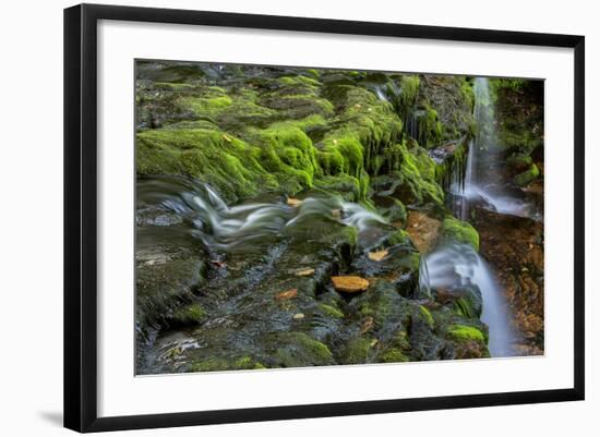 USA, Pennsylvania, Ricketts Glen SP. Flowing stream from waterfall.-Jay O'brien-Framed Photographic Print