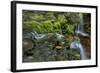 USA, Pennsylvania, Ricketts Glen SP. Flowing stream from waterfall.-Jay O'brien-Framed Photographic Print