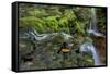 USA, Pennsylvania, Ricketts Glen SP. Flowing stream from waterfall.-Jay O'brien-Framed Stretched Canvas