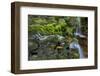 USA, Pennsylvania, Ricketts Glen SP. Flowing stream from waterfall.-Jay O'brien-Framed Photographic Print