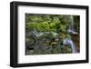 USA, Pennsylvania, Ricketts Glen SP. Flowing stream from waterfall.-Jay O'brien-Framed Photographic Print