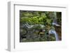 USA, Pennsylvania, Ricketts Glen SP. Flowing stream from waterfall.-Jay O'brien-Framed Photographic Print