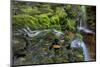 USA, Pennsylvania, Ricketts Glen SP. Flowing stream from waterfall.-Jay O'brien-Mounted Photographic Print