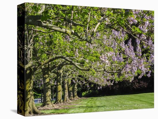 USA, Pennsylvania. The Empress Tree 'Paulownia tomentosa' in full bloom along a garden walkway.-Julie Eggers-Stretched Canvas