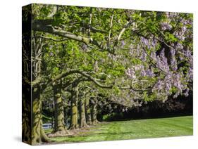 USA, Pennsylvania. The Empress Tree 'Paulownia tomentosa' in full bloom along a garden walkway.-Julie Eggers-Stretched Canvas