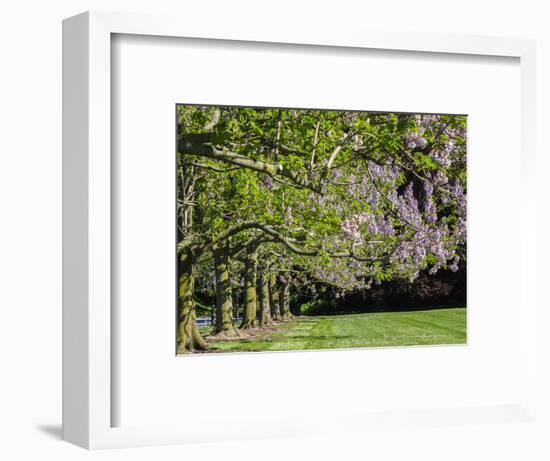 USA, Pennsylvania. The Empress Tree 'Paulownia tomentosa' in full bloom along a garden walkway.-Julie Eggers-Framed Photographic Print