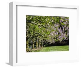 USA, Pennsylvania. The Empress Tree 'Paulownia tomentosa' in full bloom along a garden walkway.-Julie Eggers-Framed Photographic Print