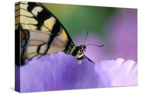 USA, Pennsylvania. Tiger Swallowtail Butterfly on Petunia Flower-Jaynes Gallery-Stretched Canvas