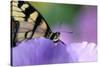 USA, Pennsylvania. Tiger Swallowtail Butterfly on Petunia Flower-Jaynes Gallery-Stretched Canvas