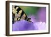 USA, Pennsylvania. Tiger Swallowtail Butterfly on Petunia Flower-Jaynes Gallery-Framed Photographic Print