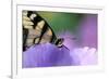 USA, Pennsylvania. Tiger Swallowtail Butterfly on Petunia Flower-Jaynes Gallery-Framed Photographic Print