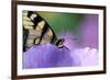 USA, Pennsylvania. Tiger Swallowtail Butterfly on Petunia Flower-Jaynes Gallery-Framed Photographic Print