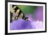 USA, Pennsylvania. Tiger Swallowtail Butterfly on Petunia Flower-Jaynes Gallery-Framed Photographic Print