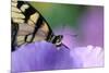 USA, Pennsylvania. Tiger Swallowtail Butterfly on Petunia Flower-Jaynes Gallery-Mounted Photographic Print