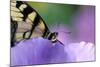 USA, Pennsylvania. Tiger Swallowtail Butterfly on Petunia Flower-Jaynes Gallery-Mounted Photographic Print